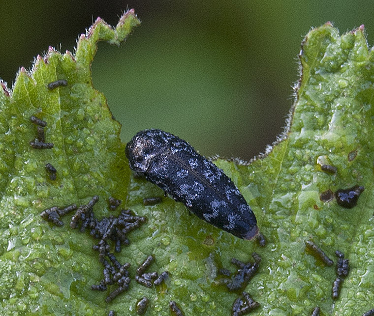 Buprestidae: Coraebus rubi (ex Coroebus rubi)